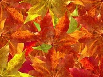 Pemandangan Autumn Leaves Wallpaper