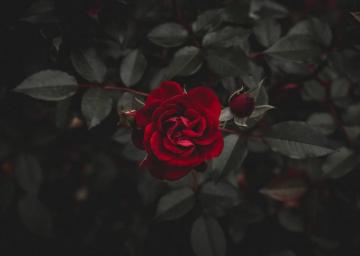 Bloody Rose Pictures Image