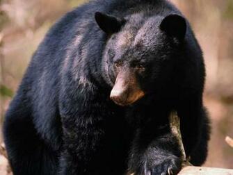 Black Bear Normal HD Desktop Background Wallpaper