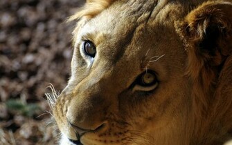 Lioness Wallpaper