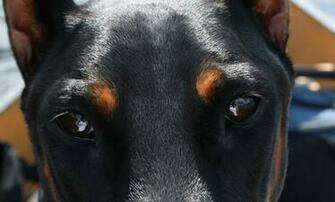 Doberman Pinscher Wallpaper HD