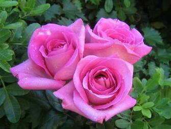 Roses Bouquets Wallpaper