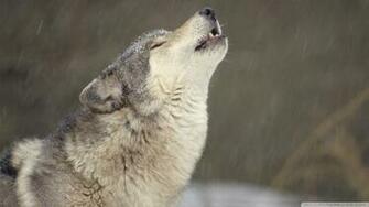Howling Timber Wolf Temperate North America
