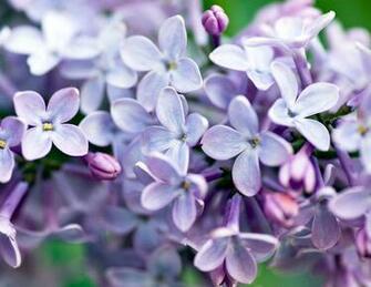 Foto De Lilas Imagen Muy Grande Fotos E