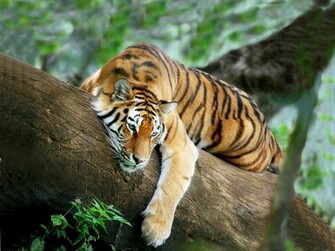 Tiger Cool Background Desktop Background For HD Wallpaper