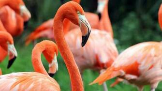 Flamingo Wallpaper