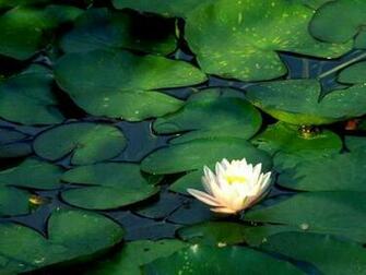 Lotus Flower Garden Wallpaper