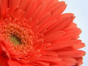 Single Flower Wallpaper