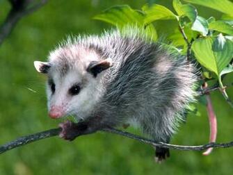 Best Pics Store Top Cute Animals HD Wallpaper For Pc And Laptops