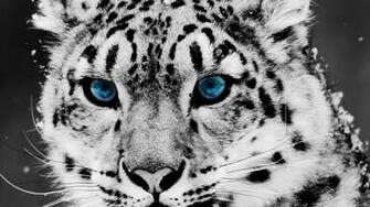 White Leopard Background Full HD Wall