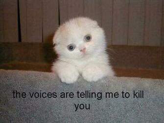 Wallpaper Funny Cats Saying Things HD