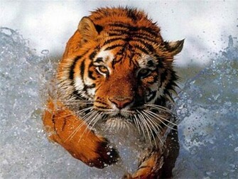 3d Wallpaper Best