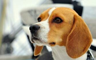 Beautiful Dog Beagle Someone Saw Wallpaper And Image