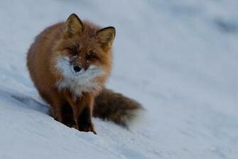 Red Fox Wallpaper HD Desktopinhq