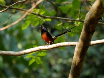 Birds Western Ghats Stepwell Place Based Study Travels