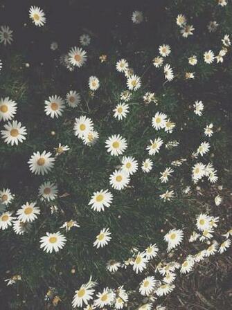 Daisy Flowers iPhone Wallpaper