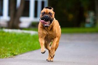 Bullmastiff Dog Photo And Wallpaper Beautiful Running