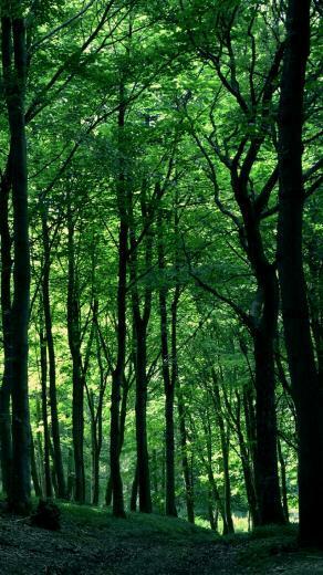 Green Forest Tree iPhone 5s Wallpaper The Art Mad