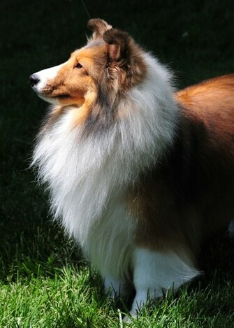 Beautiful Shetland Sheepdog Wallpaper Jpg