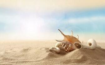 Sea Shells Wallpaper