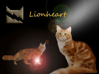 Warrior Cats Cat Desktop Background Os HD Able