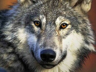 Wolf Wallpaper Desktop Background