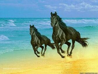 More Horse Wallpaper Horses Fanclubs