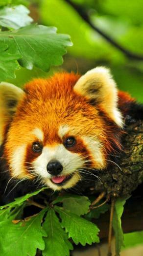 Cute Red Panda Wallpaper iPhone