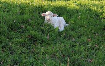 Lamb Wallpaper Animal