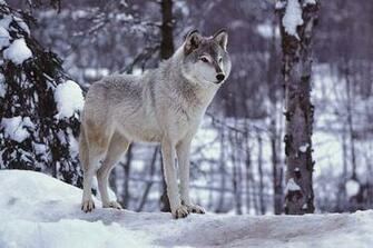 Gray Wolf Snow Wallpaper HD