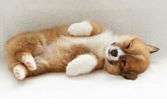 Cute Dog Pictures Puppy Sleep Wallpaper Photos