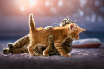 Cute Kittens HD Animals 4k Wallpaper Image Photos