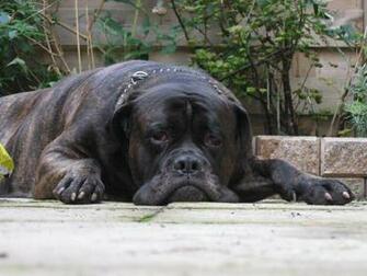 Bullmastiff High Definition Wallpaper