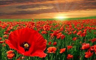 Flower Wallpaper Red Poppy Flowers