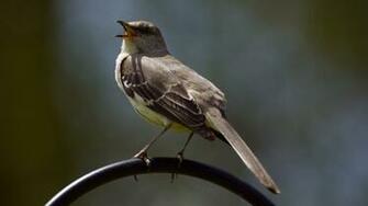 Mockinjay Mockingbird Wallpaper Picture Araspot