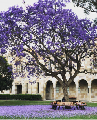 Top Purple Tree Wallpaper Full HD 4k To Use
