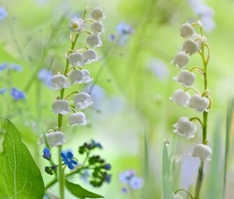 Lily Of The Valley Wallpaper