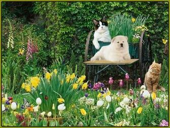 Spring Garden Flowers Animals Wallpaper HD
