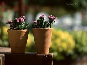 Family Garden Backyard Gardening Wallpaper Design Pictures