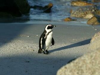 African Penguin Wallpaper HD