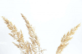 Pampas Grass Background Wallpaper