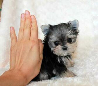 Best Morkie Wallpaper