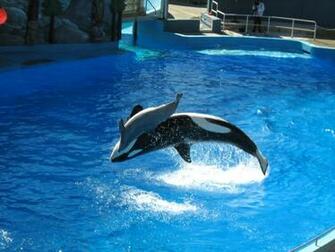 Killer Whale Pictures HD Wallpaper