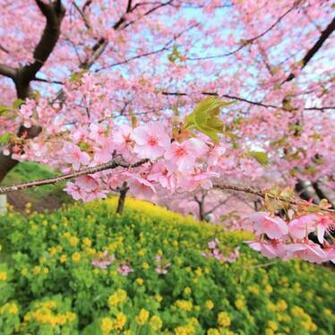 Wallpaper Spring Bloom Tree Flowers iPad
