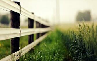 Nature Macro Fence Grass Ears Blur Rye Wheat