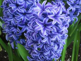 Hyacinth Wallpaper High Quality
