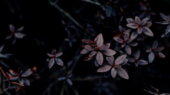 Wallpaper