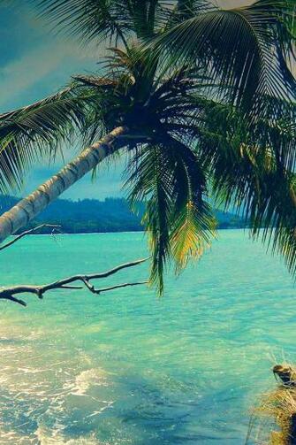 Ios7 Palm Trees In Storm Parallax HD iPhone iPad Wallpaper