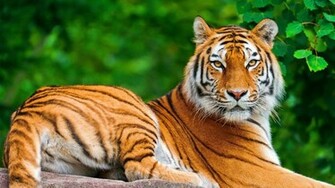 Tiger Computer Wallpaper Desktop Background Id