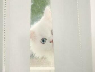 Peek A Boo Wallpaper